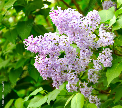 the blossoming lilac © Tat2821