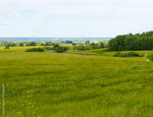 meadow, landscape