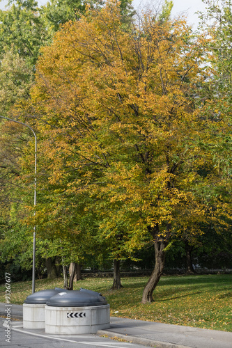 Baum im Herbst photo