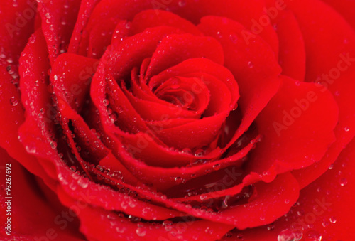 Close-up of a red rose.