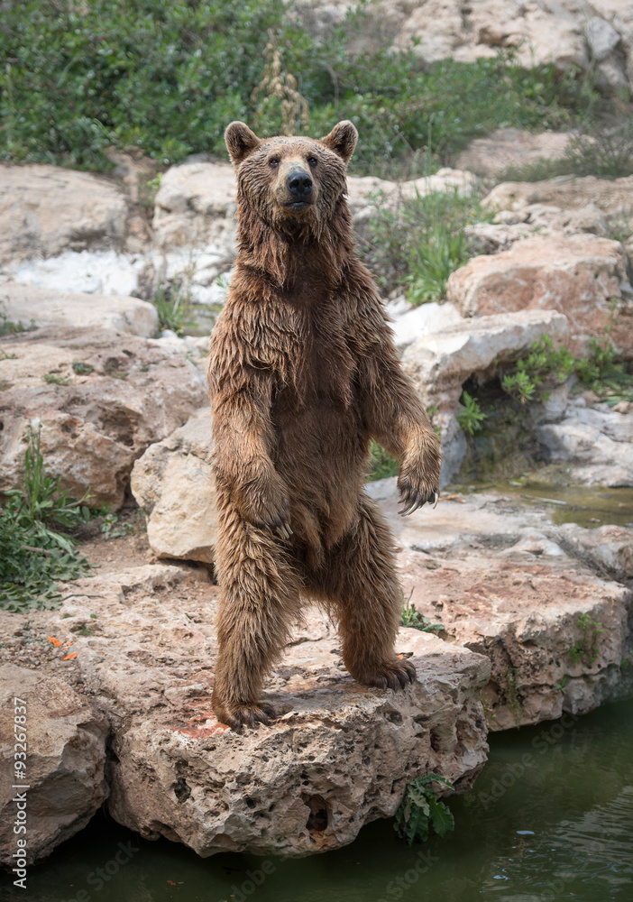 Obraz premium Standing sirian brown bear