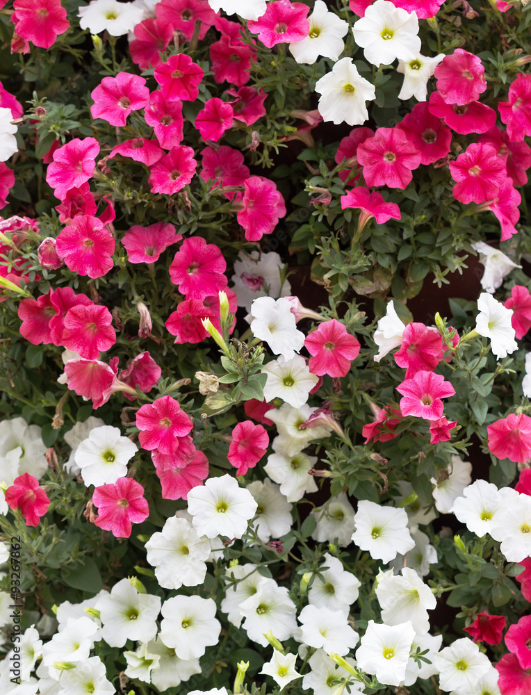 bush of petunias bush of petunias