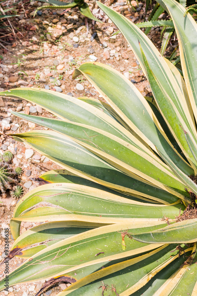 Obraz premium Close up cactus leaf pattern background