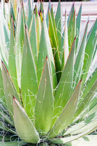 Close up cactus leaf pattern background