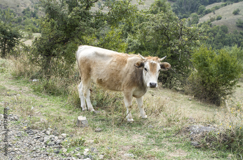 Rhodope Shorthorn cattle on the mountain meadow, Bulgaria, photo