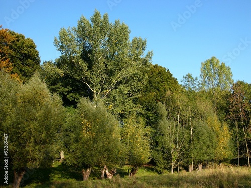 Alter Baumbestand vor blauem Himmel im Sonnenschein am Grütebach und Barkhauser Weg zwischen Oerlinghausen und Asemissen bei Bielefeld in Ostwestfalen-Lippe photo