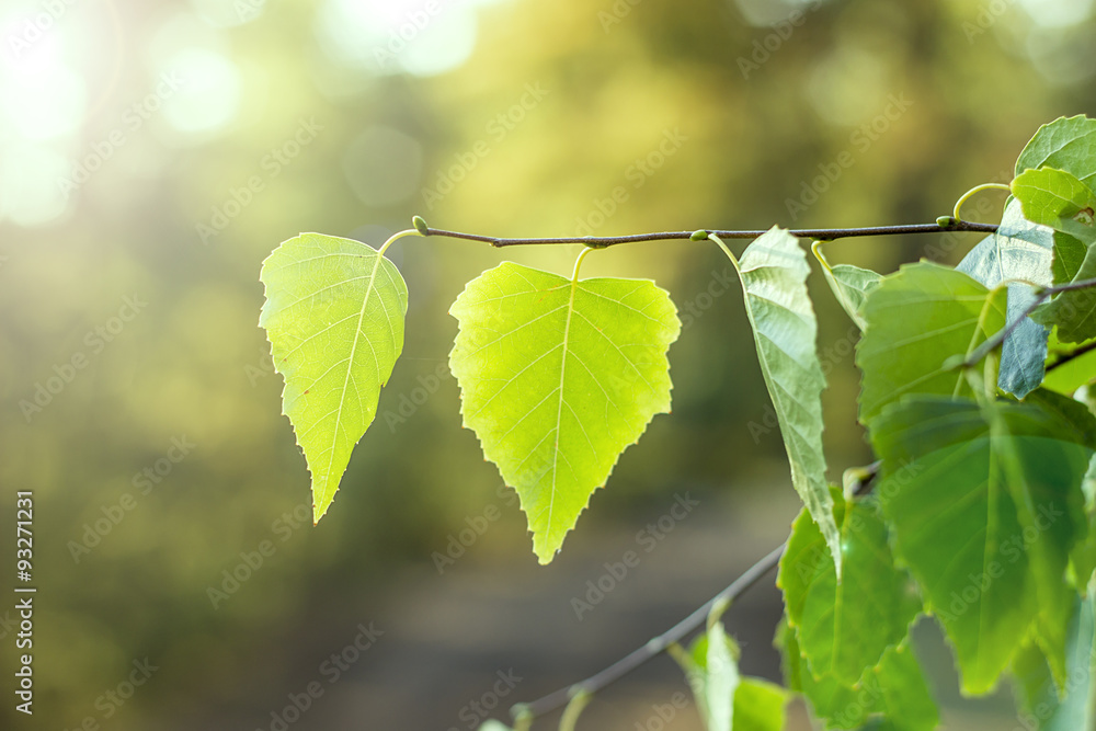 Spring background with bright green leaves of birch