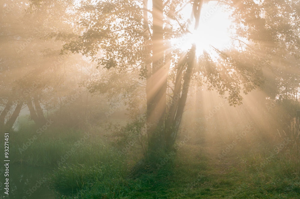 Obraz premium Promienie przez drzewo