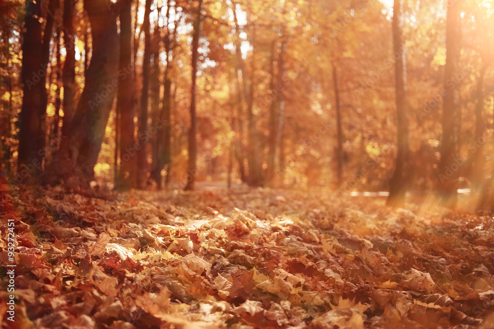 background autumn leaves in the park, nature background autumn leaves in the park, nature