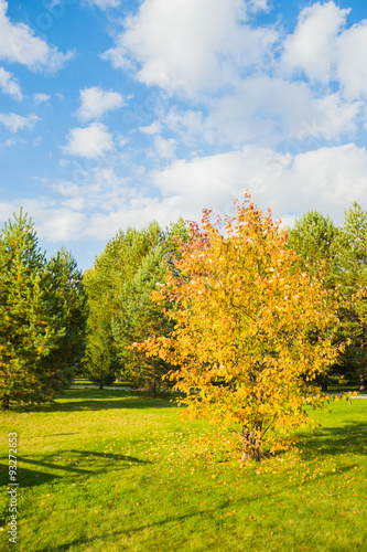дерево с жёлтыми листьями стоит на поляне