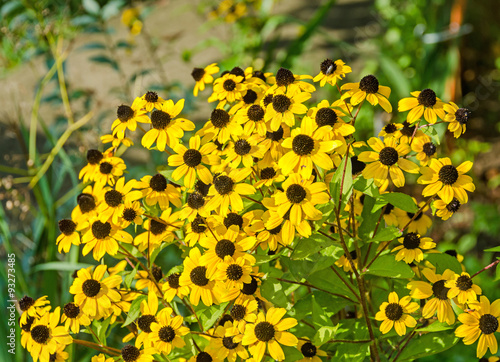 Rudbeckia triloba yellow flowers (browneyed Susan, brown-eyed Susan, thin-leaved coneflower, three-leaved coneflower).