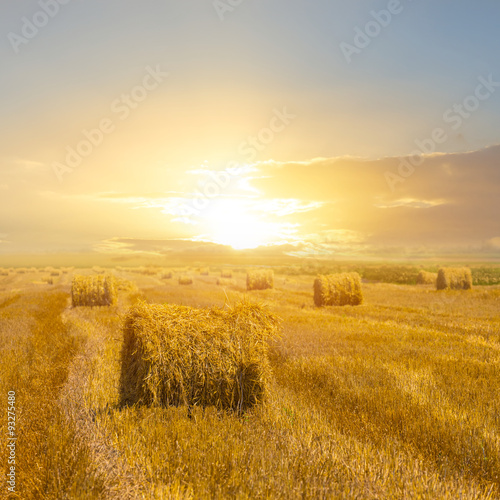 wheat field after a harvest