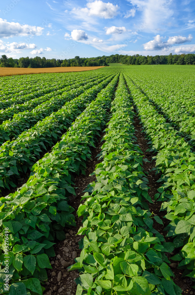 Bean Field in the Summer Ready to Harvest