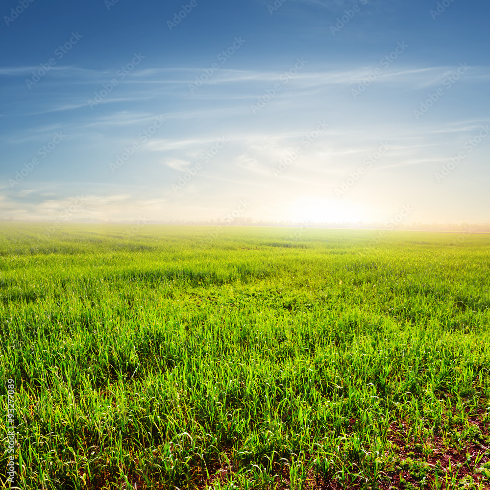 Obraz premium sunset over a green rural fields