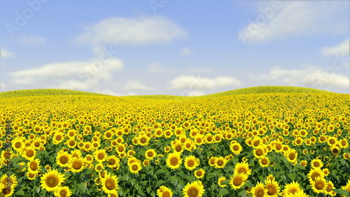 Sunflowers Following Sun, Timelapse