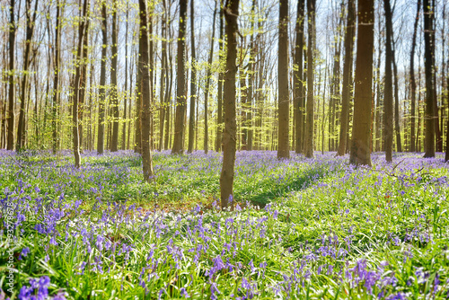 Wild hyacinths in so named blue forest Hallerbos in Belgium