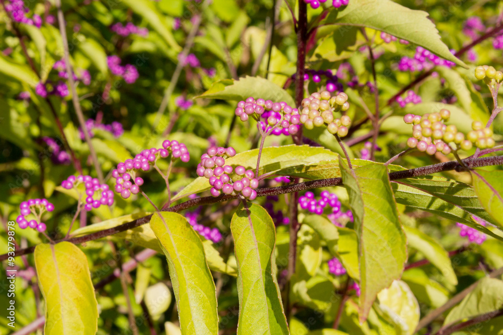 Strauch mit pinkfarbenen Knospen in einem Garten Strauch mit pinkfarbenen Knospen in einem Garten
