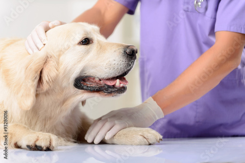 Professional vet examining a dog 