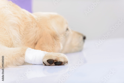 Professional vet examining a dog  © zinkevych