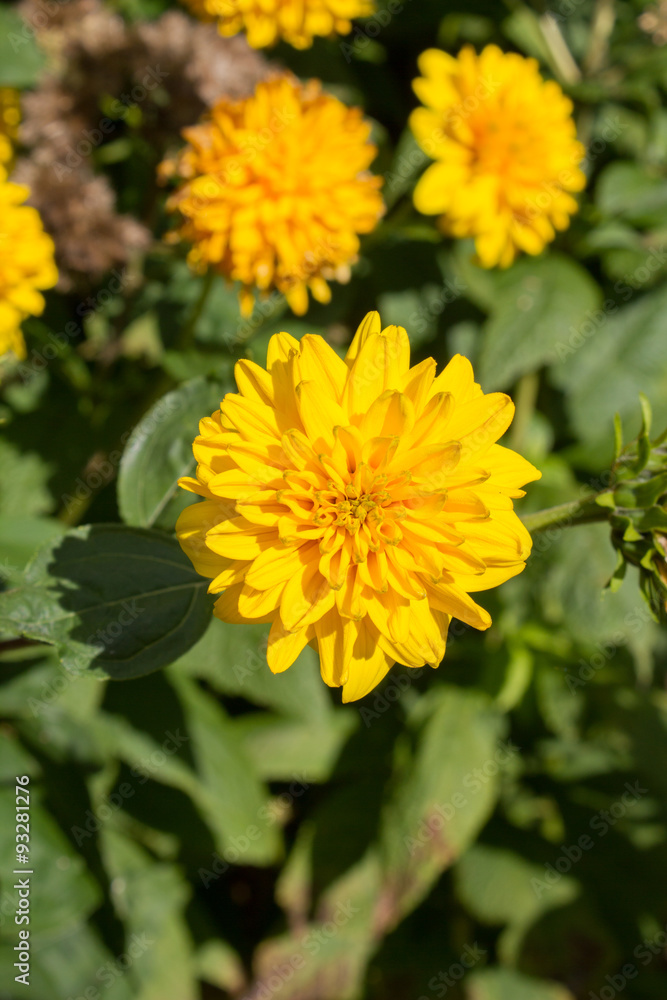 Ranunkelstrauch, blühende gelbe Blüten Ranunkelstrauch, blühende gelbe Blüten