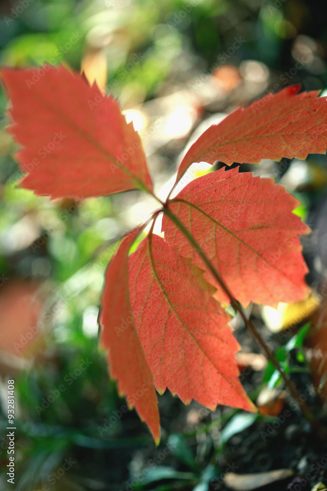 Obraz premium red fall