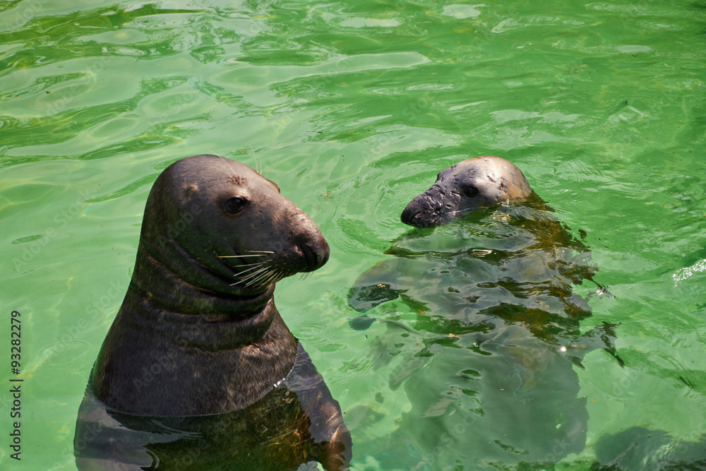 Fototapeta premium harbor seals