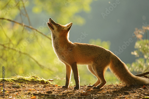 Red fox from side in beauty autumn backllight