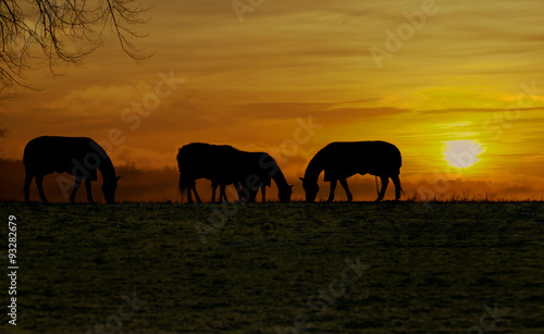 horses at sundown