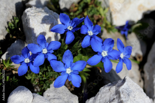 genziana primaverile (gentiana verna) photo