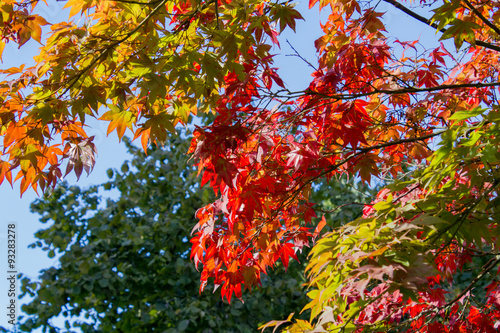 Baum mit wunderschönem farbigen Herbstlaub
