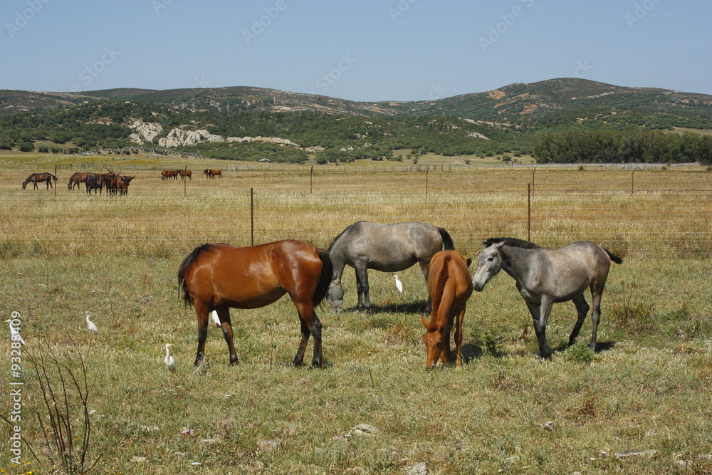 Yegua Y Potro En El Campo Potro Mamando Con Su Madre Caballos En El 