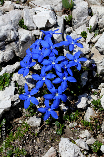 genziana primaverile (gentiana verna) photo