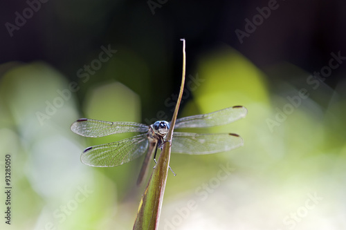 Dragonfly © rpferreira