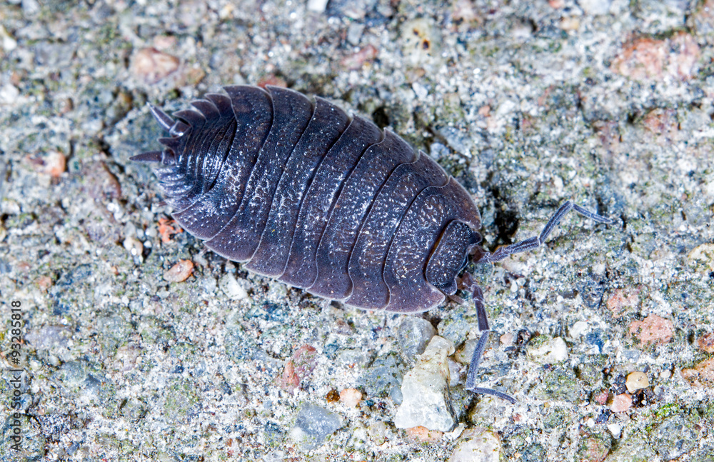 Woodlouse Woodlouse