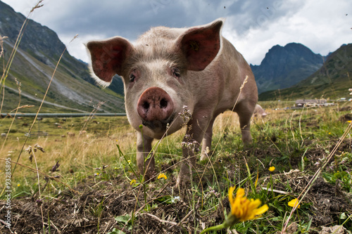 Wallpaper Mural Tierhaltung - EIn glückliches Schwein Torontodigital.ca