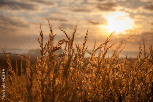 view of sunrise over golden meadow