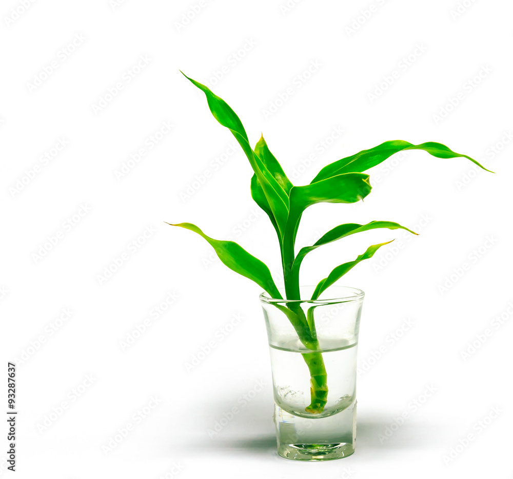 Dracaena braunii plants in flower glass on white background Dracaena braunii plants in flower glass on white background