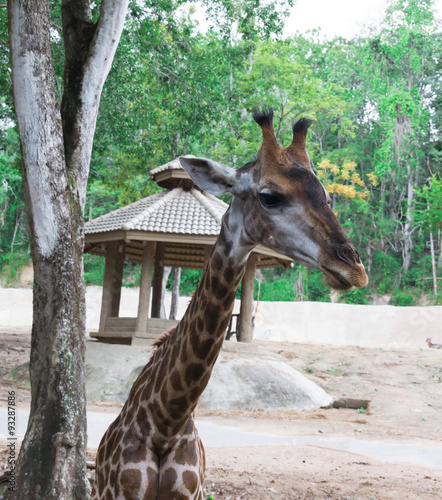 Giraffe in front chiangmai zoo in thailand  