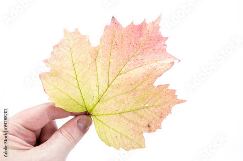 Herbstbl  tter und K  rbisse