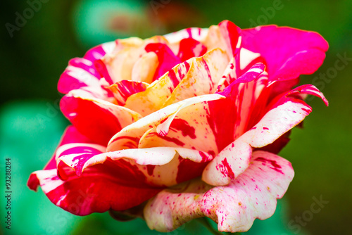 Soutine Rose or Red and White Rose in Garden photo