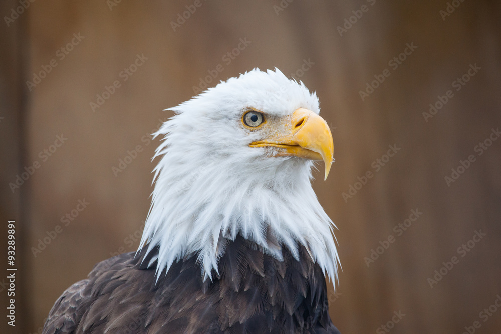 Portrait of a bald eagle (lat. haliaeetus leucocephalus), Alaska, Portrait of a bald eagle (lat. haliaeetus leucocephalus), Alaska,