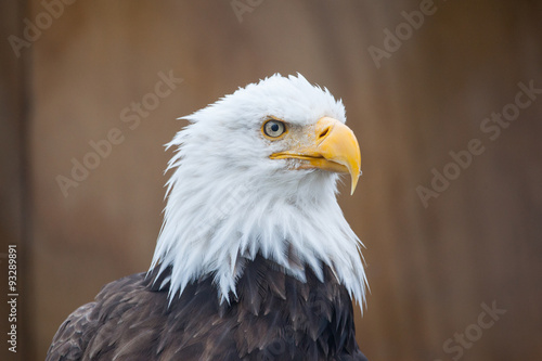 Portrait of a bald eagle (lat. haliaeetus leucocephalus), Alaska,