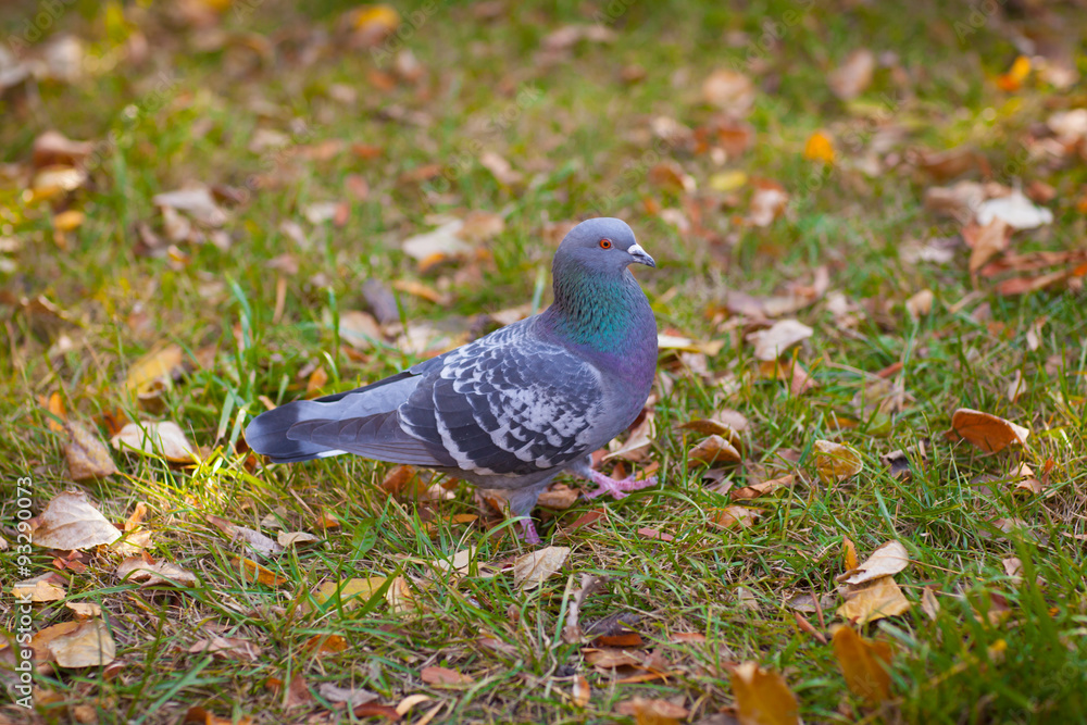 Fototapeta premium Pigeon walking on the green grass.October circled the leaves
