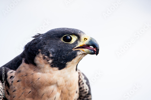 Peregrine Falcon  Falco peregrinus  eating  Alaska