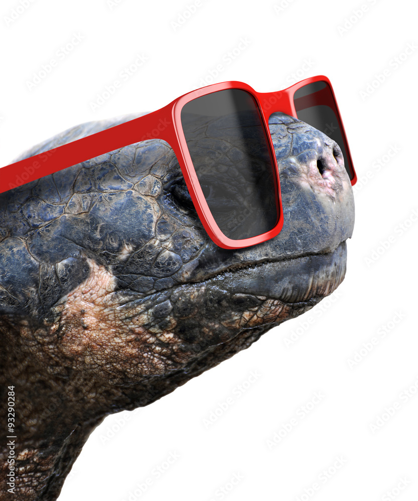 Fototapeta premium Funny animal portrait of an old galapagos tortoise with big red nerdy sunglasses