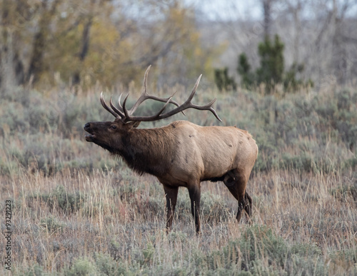 Male Elk bugling in a field