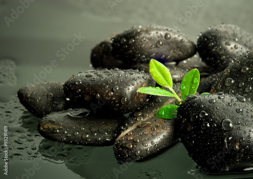 Photography beautiful spa concept of green leaf on zen basalt stones
