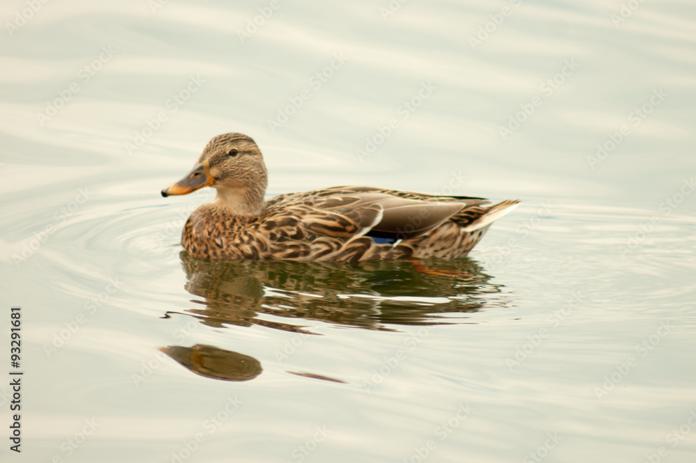 duck duck