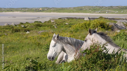 Two white horses resting in a green meadow near Omey Island, in Connemara, Ireland. HD 1080p