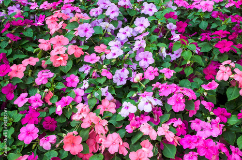 Wallpaper Mural Beautiful flowers background Torontodigital.ca